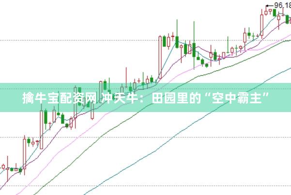 擒牛宝配资网 冲天牛：田园里的“空中霸主”